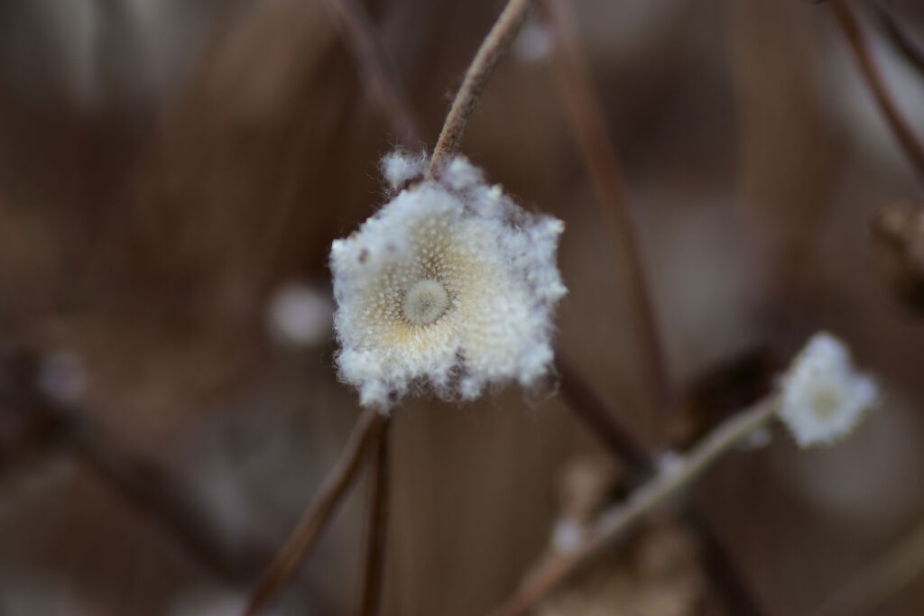 秋明菊の綿毛　１
