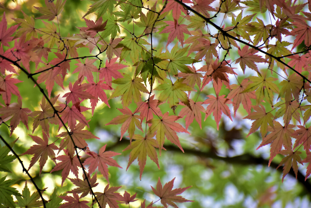 紅葉　３