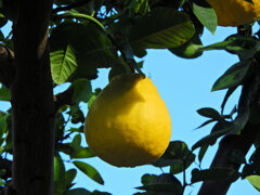 ジャンボレモン　４