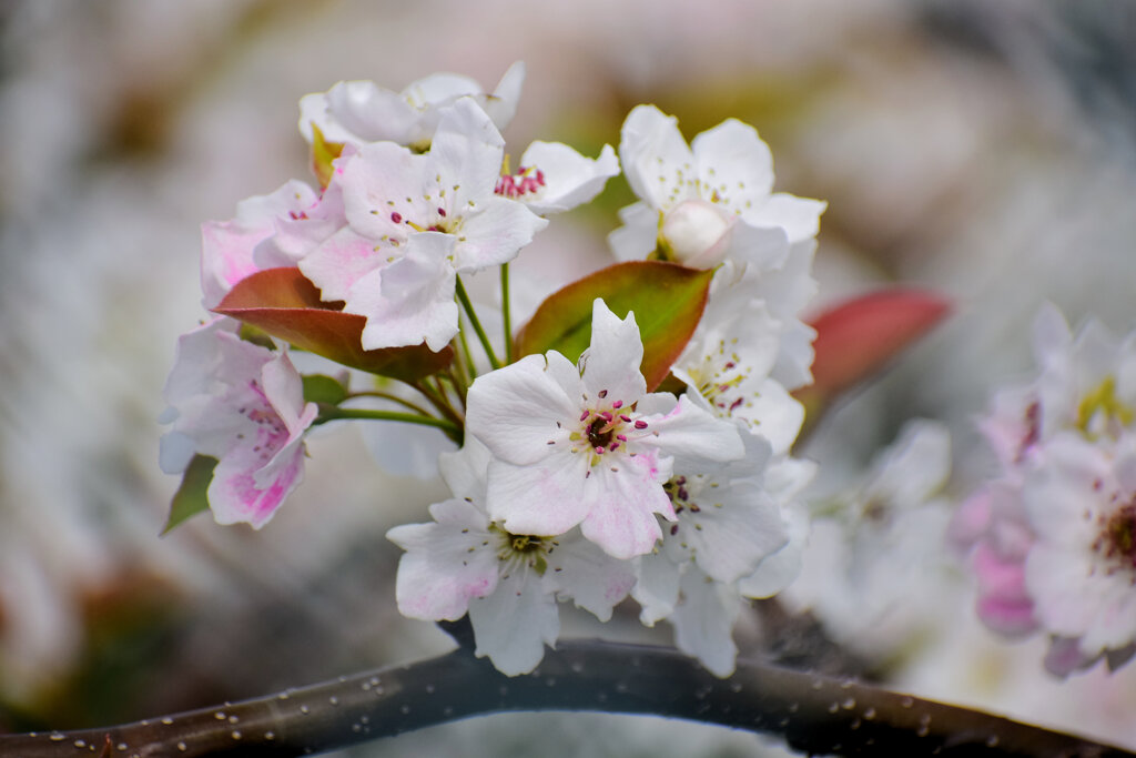 梨園で受粉した後にピンクに染まっている梨の花　２