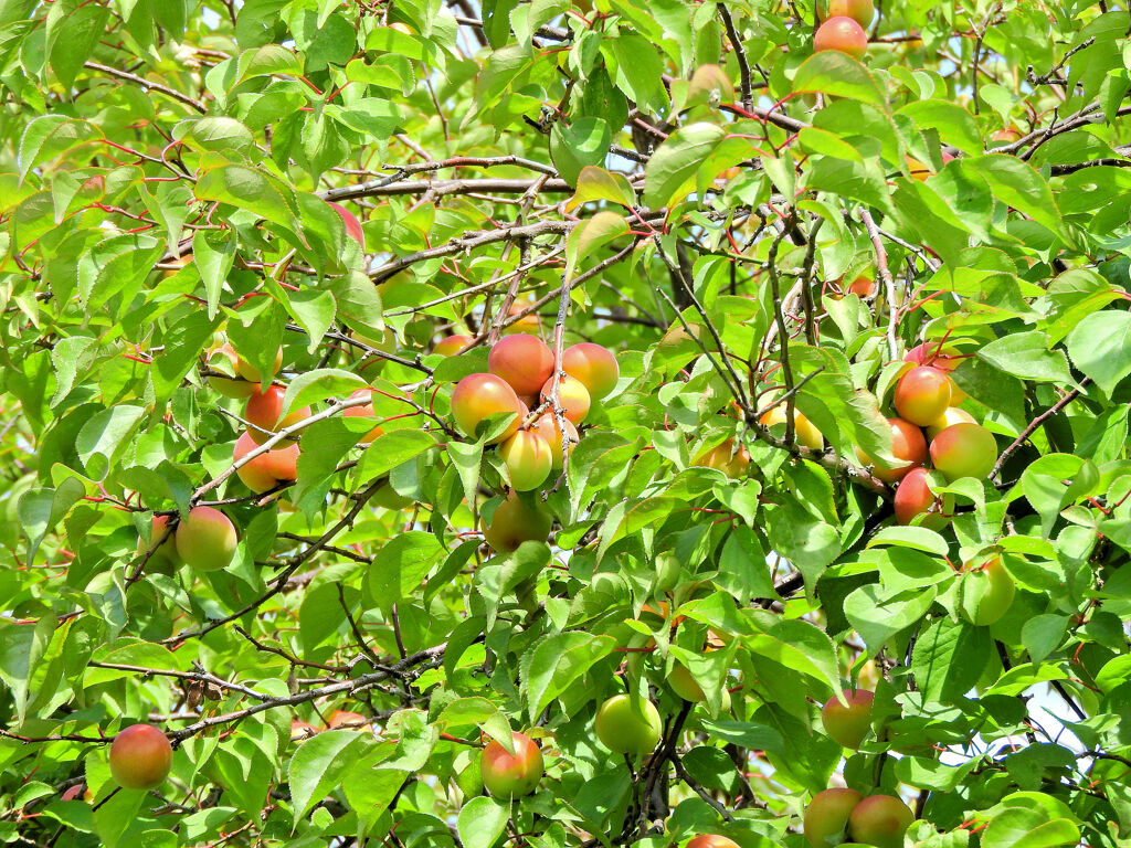 うめっすぅ　１