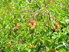 うめっすぅ　１