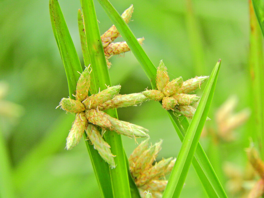 カンガレイ（寒枯藺）　５