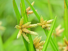 カンガレイ（寒枯藺）　５