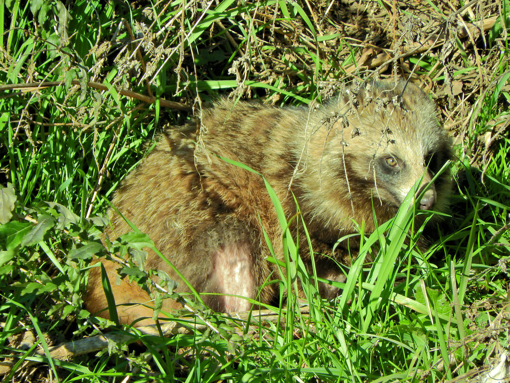 野生の狸さんです　４