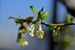 ナツグミ（夏茱萸）の花　５