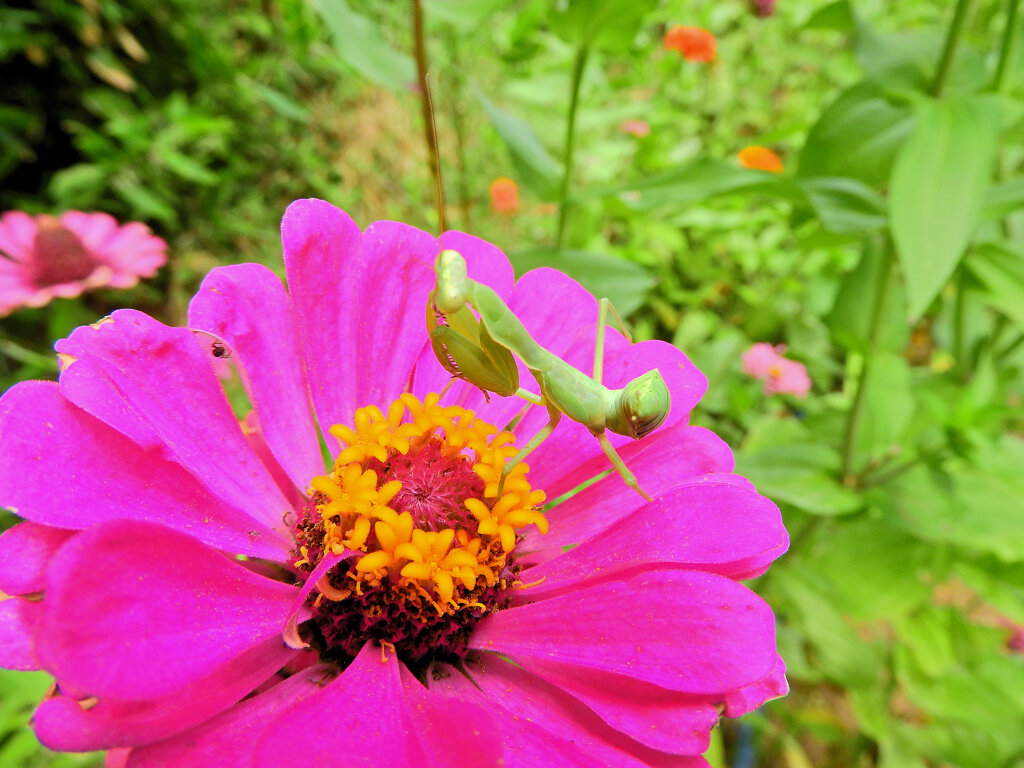 ジニアの花で獲物を待つ　蟷螂　３