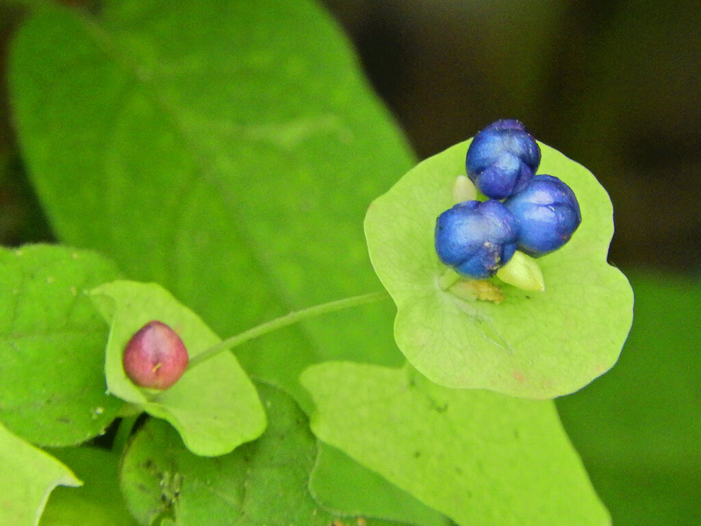 石見川 （いしみかわ）実　１