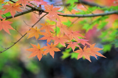 年末の大掃除・・綺麗だったなぁ～　紅葉　９