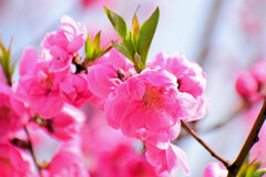 花桃　１