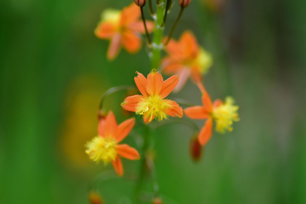 花アロエ　１