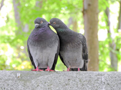 等々力緑地公園で森の鳥居の上で鳩がイチャイチャ♡８