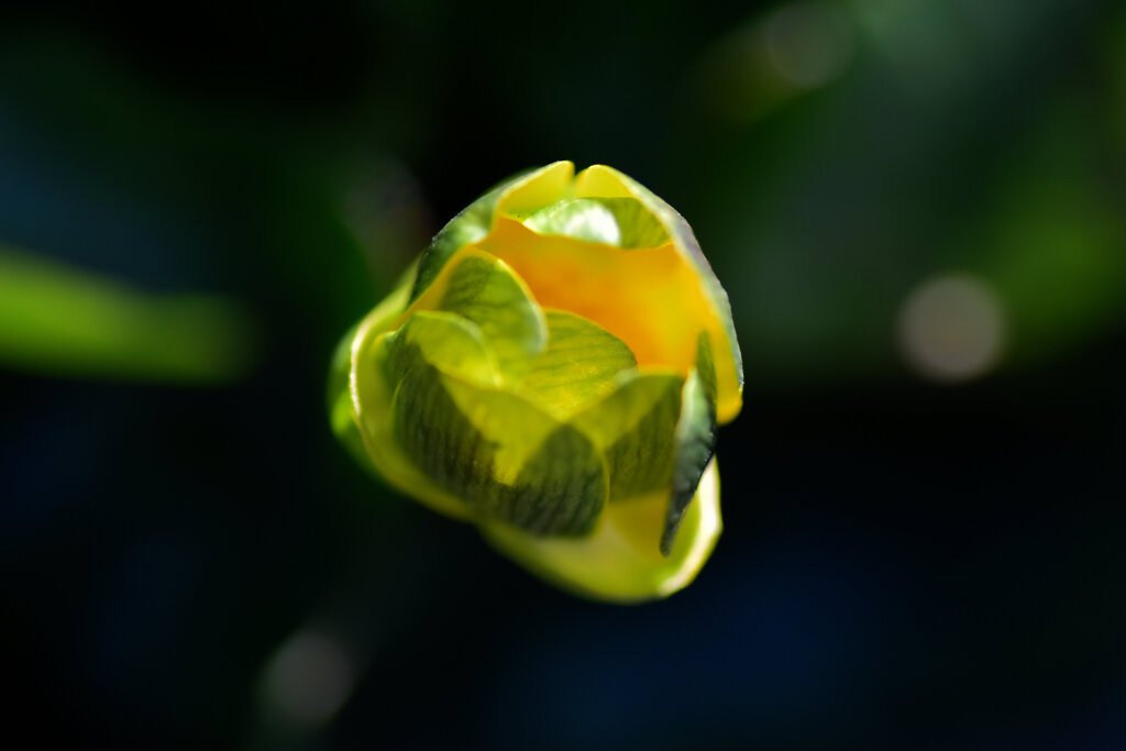 リュウキンカ（立金花）６