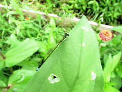 イトトンボ　２