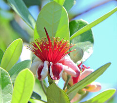 フェイジョア   (Feijoa)　２