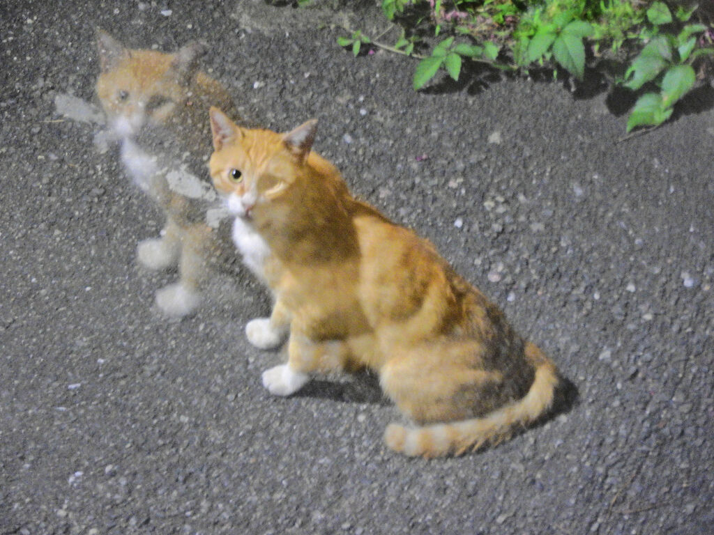 (((ʅ（｡◔‸ʅ（｡◔‸◔ʅ（｡◔‸◔｡ʅ）)))分身の術ぅ　にゃん♪