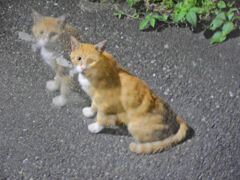 (((ʅ（｡◔‸ʅ（｡◔‸◔ʅ（｡◔‸◔｡ʅ）)))分身の術ぅ　にゃん♪