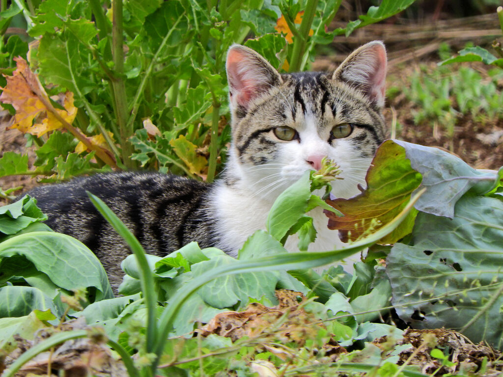 畑のニャンコ(=^☻ω☻^=)　１