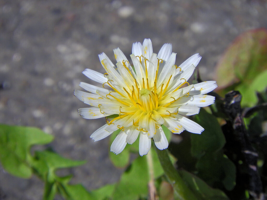 シロバナタンポポ（白花蒲公英）　２