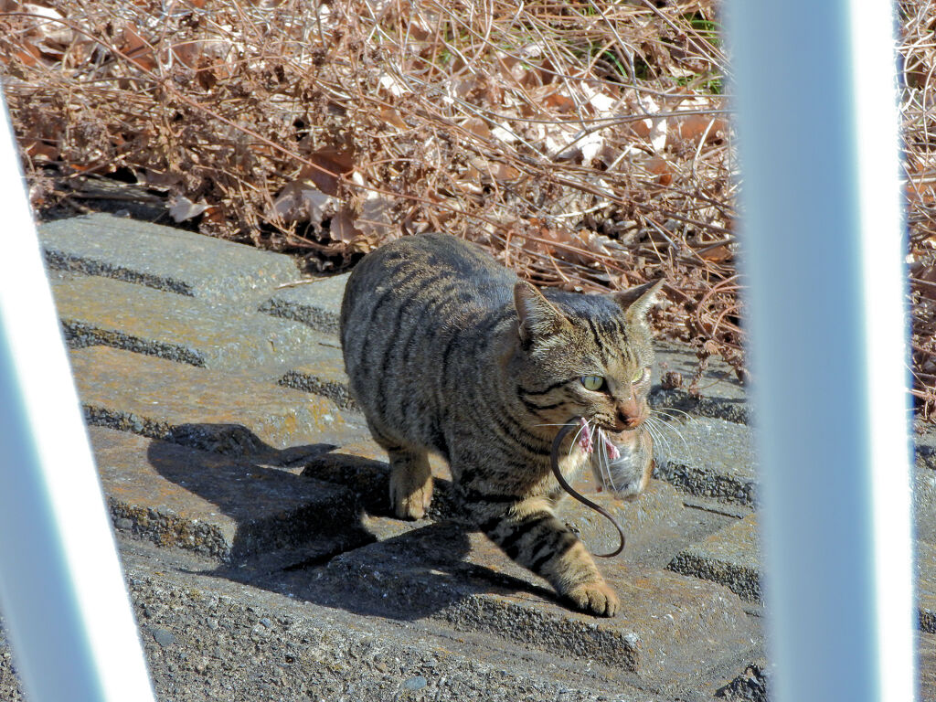 閲覧注意！！　鼠を咥えた野良猫