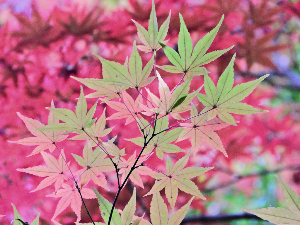 年末の大掃除・・楽しませていただきました　紅葉　１