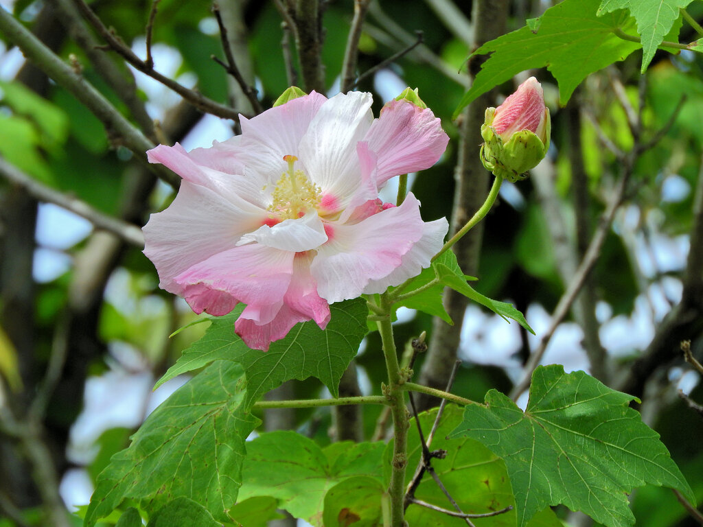 酔芙蓉　２