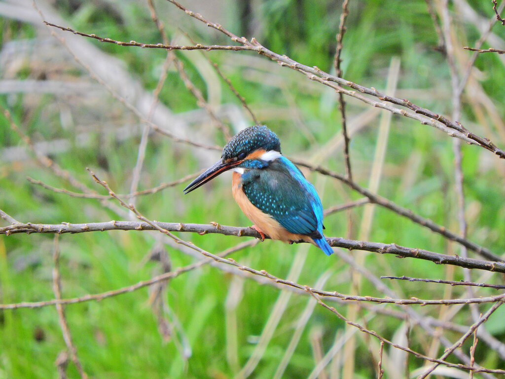 久々のカワセミさん　２
