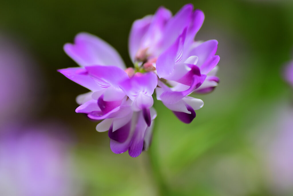 蓮華草　２