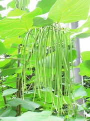 木大角豆 （きささげ）　実　３