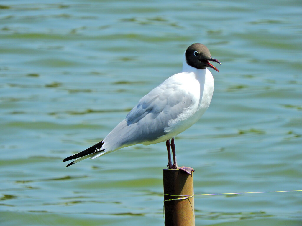 等々力緑地公園・・釣り堀池で夏羽の「ユリカモメ」　１