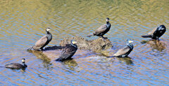 カワウの集会　４