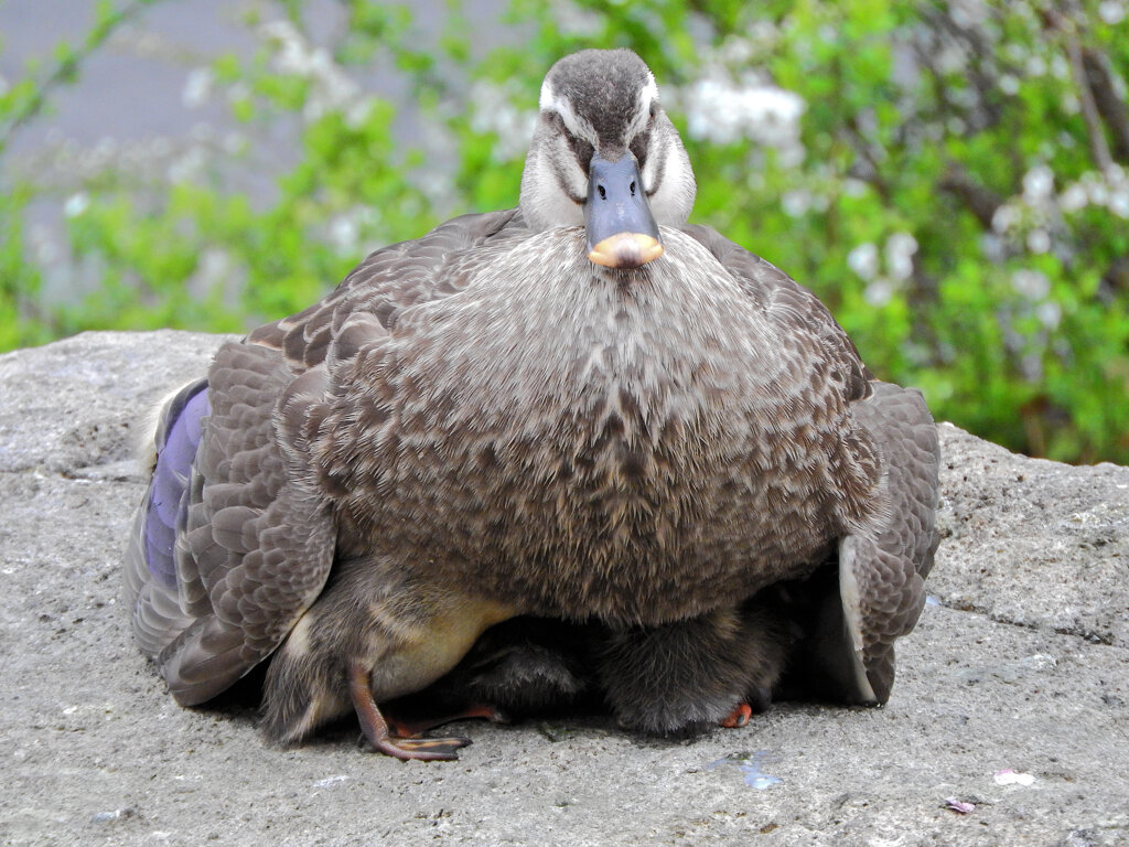 3月9日生まれの12羽の雛ちゃんのママは頑張っています２