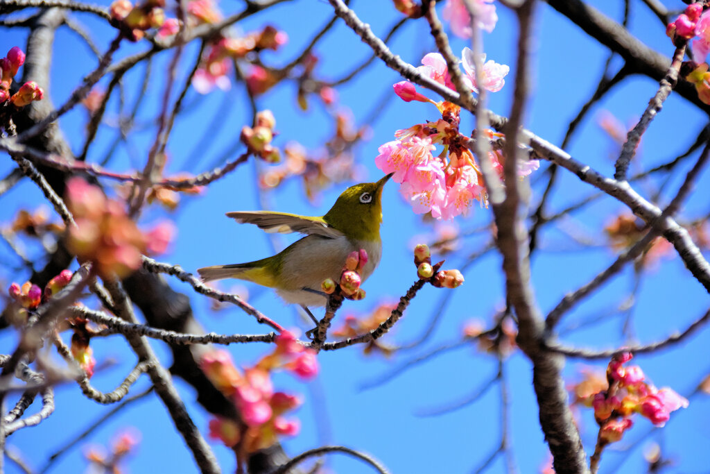 サクジロー⌒(ё)⌒　９