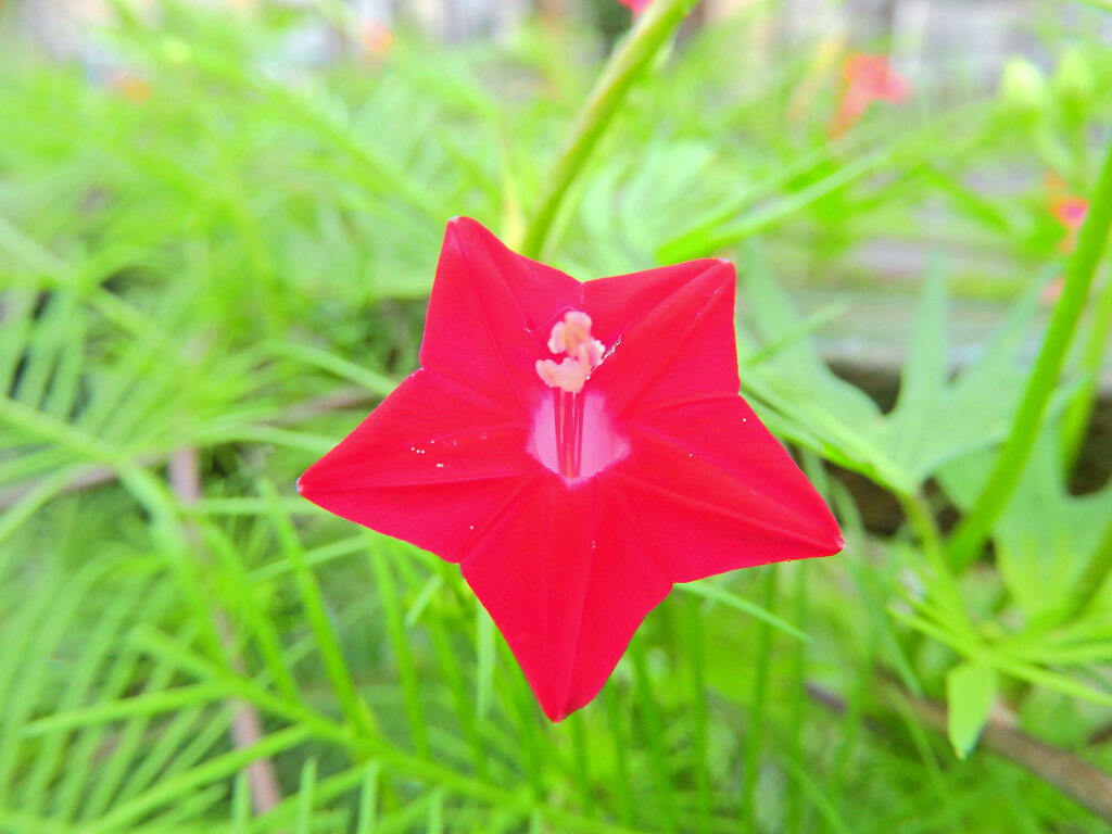 縷紅草 （るこうそう）　２