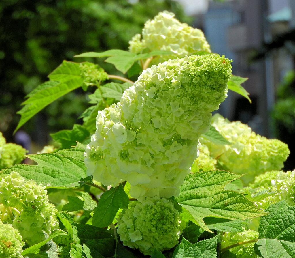 抹茶かき氷　柏葉紫陽花　３