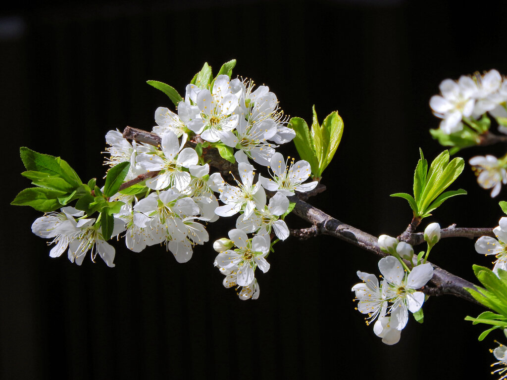 李 （すもも）の花　３