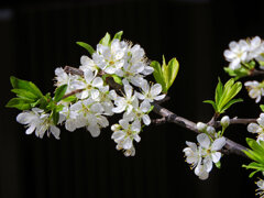 李 （すもも）の花　３