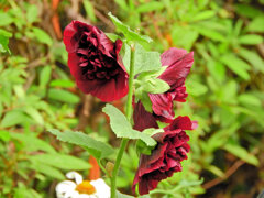 八重咲き立葵　４