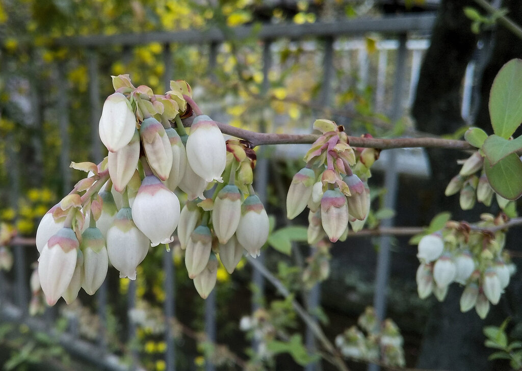 ブルーベリーの花　１