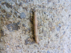 ナメクジ・・2/2