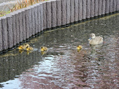 カルガモの雛が10羽～5羽へ・・・(￣◇￣;)　３