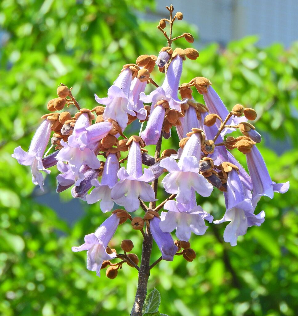 桐の花　１