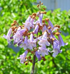 桐の花　１