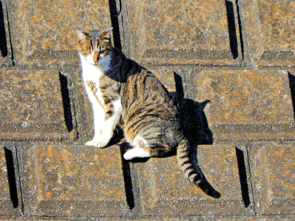 2023初猫にゃん(=^☻ω☻^=)　3/6