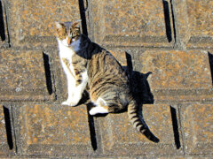 2023初猫にゃん(=^☻ω☻^=)　3/6