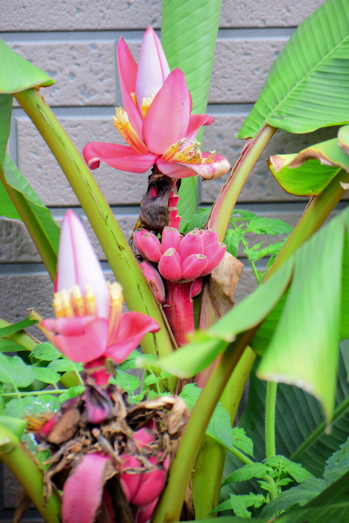 赤実バナナ　（ピンクバナナ・アケビバナナ）