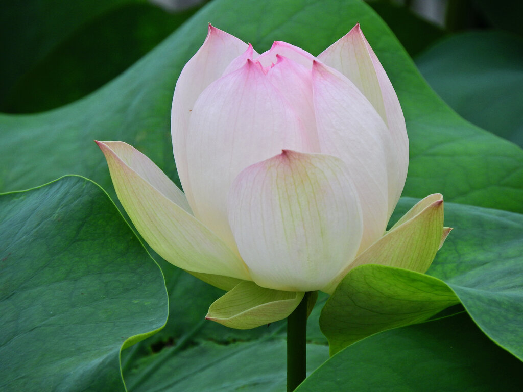 溝ノ口　大蓮寺　蓮の花　６