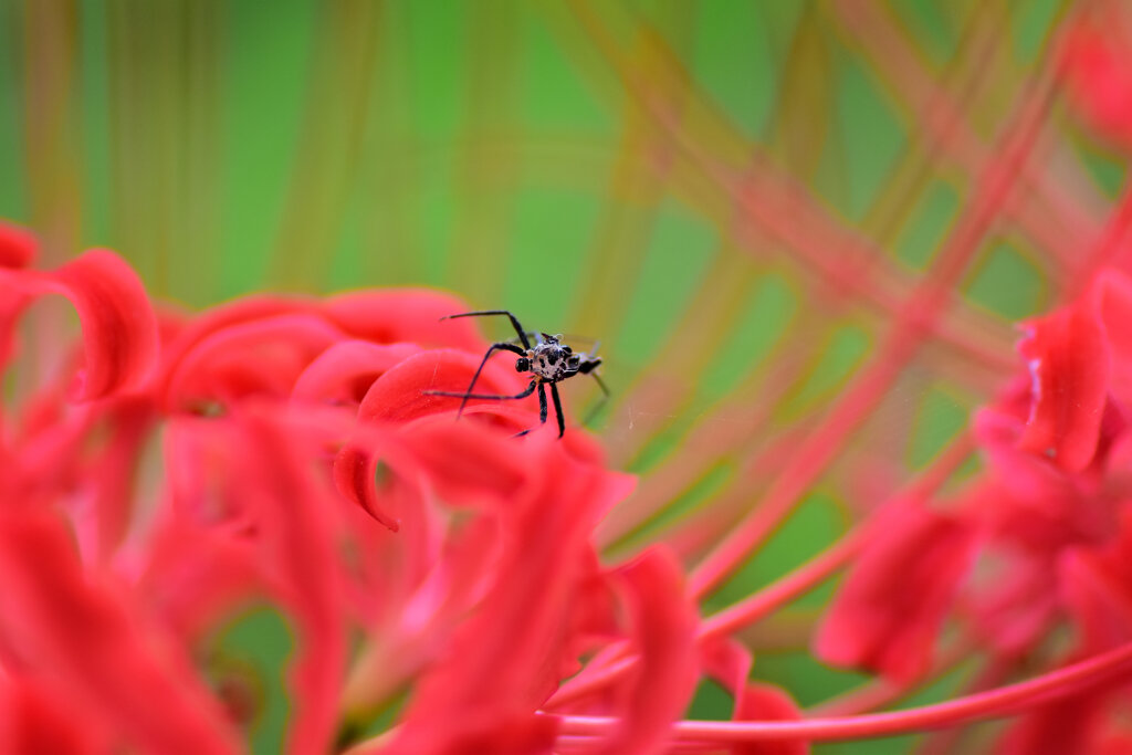 彼岸花にとまる虫さんは誰？　4/4