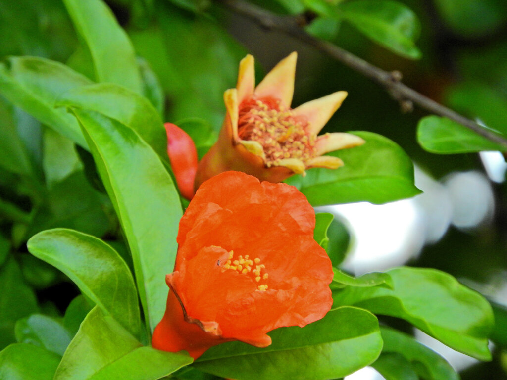 石榴の花　３