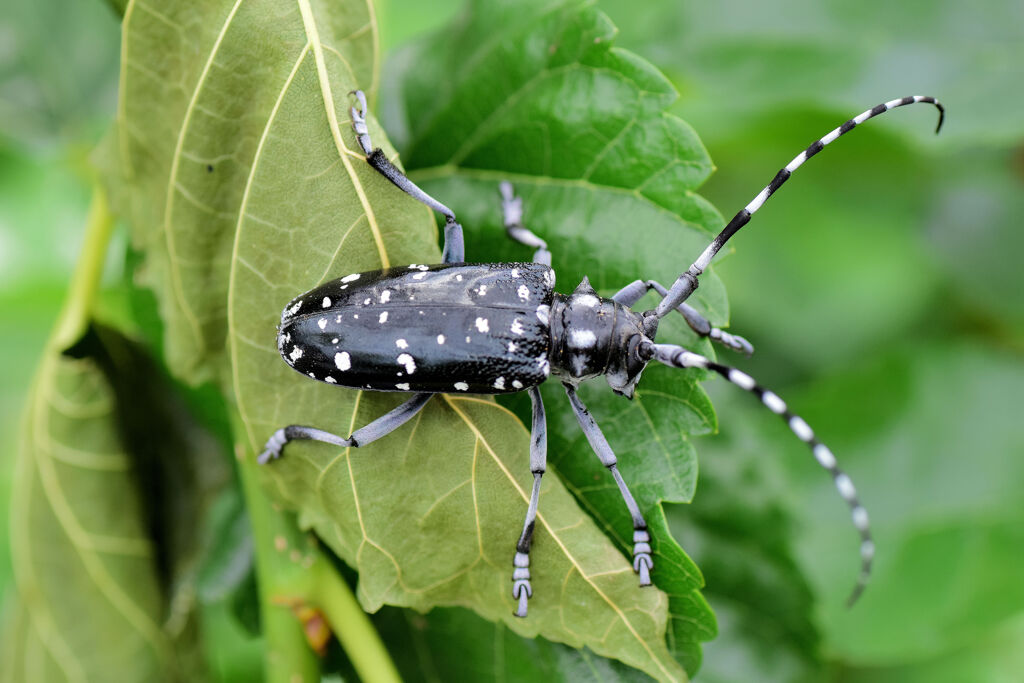 ゴマダラカミキリ 　甲虫目　カブトムシ亜目　カミキリムシ科　フトカミキリ亜科　２